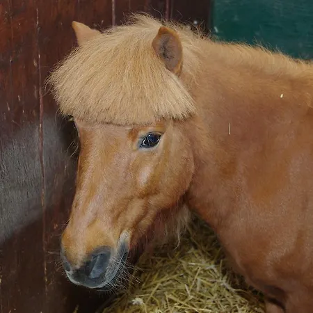 Pension Genengerhof Pensión 3*